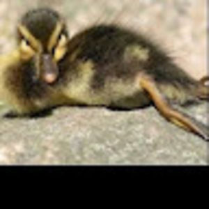 Meet your Posher, Liam